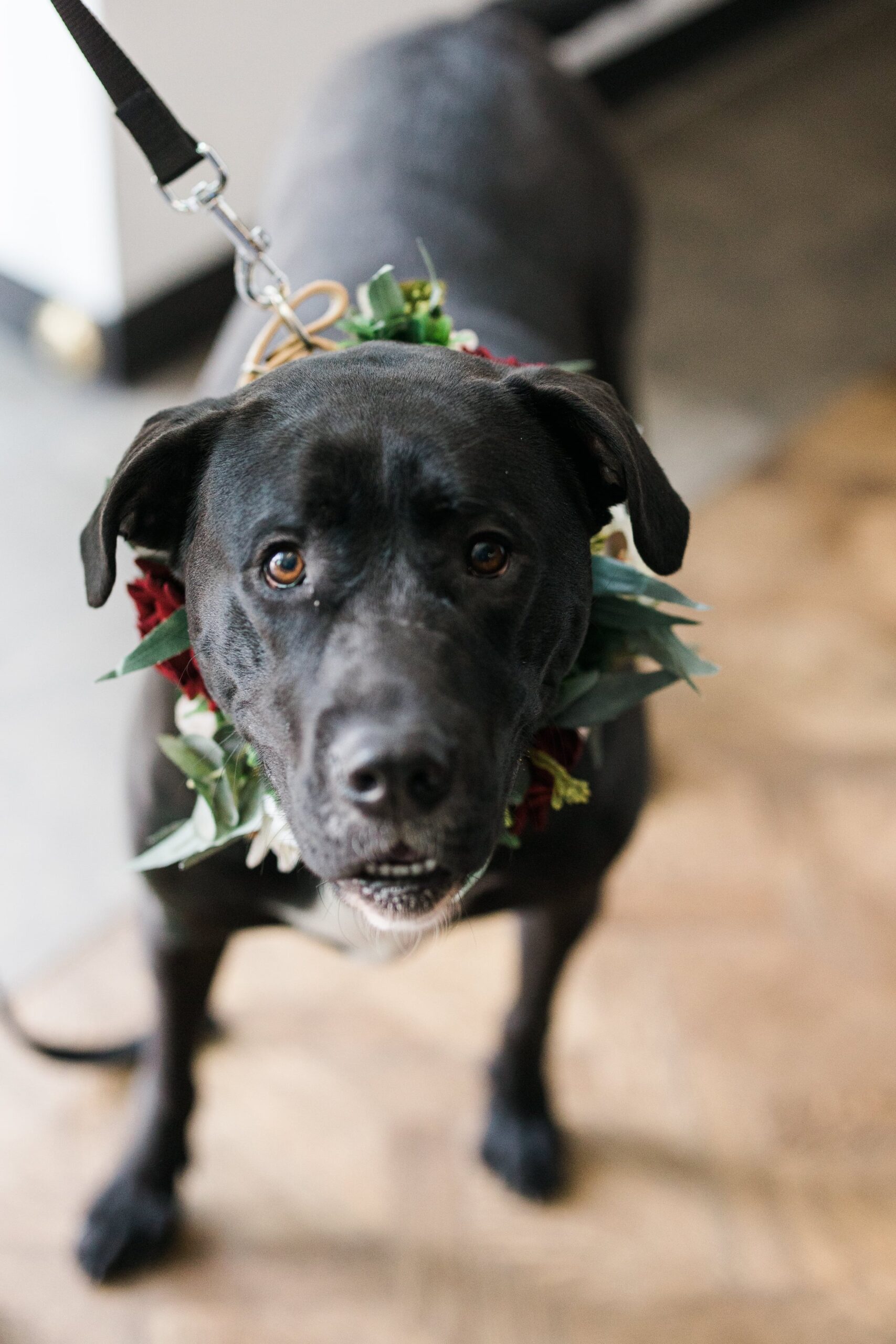 Black lab/Mastiff mix dog posing for owner's wedding at Hotel Kansas City